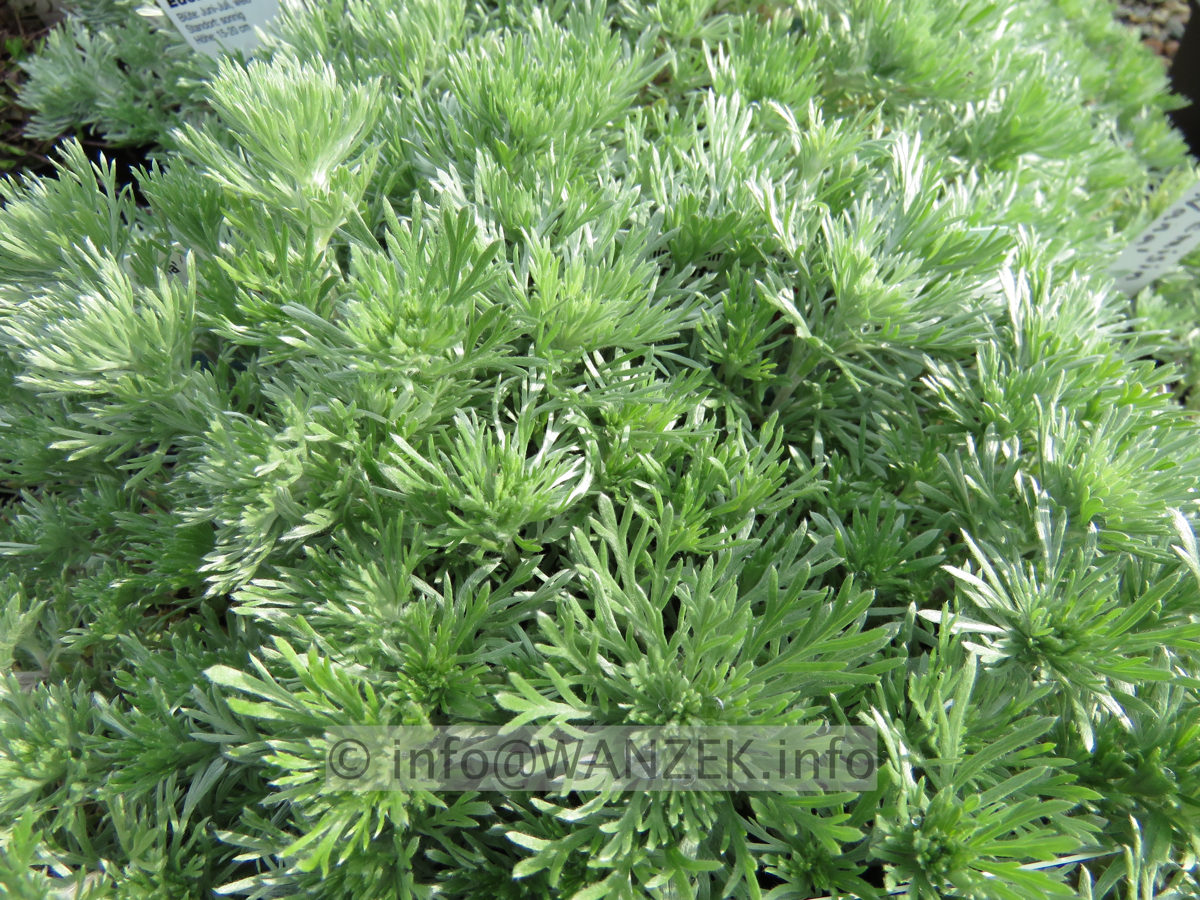 Artemisia schmidtiana Nana 02.JPG